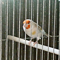 Cardellini major canarini