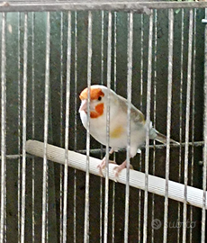 Cardellini major canarini