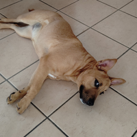 Incrocio Pitbull e amstaff