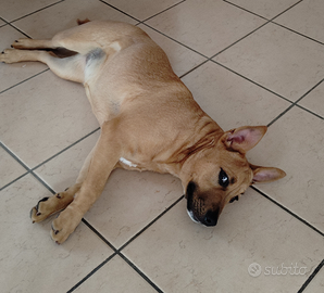 Incrocio Pitbull e amstaff