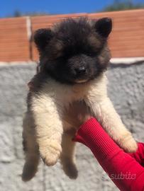 Akita Americano Cuccioli