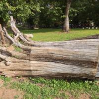 Tronco di castagno  ceppi