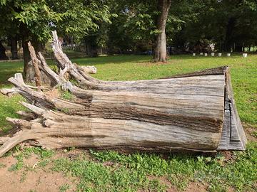 Tronco di castagno  ceppi