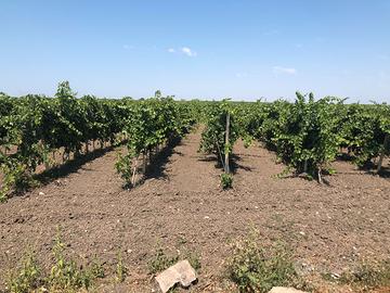 Vigneto Primitivo di Manduria