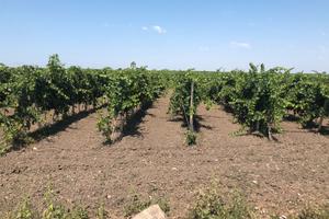 Vigneto Primitivo di Manduria