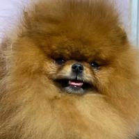 Accoppiamento Spitz TOY zwergspitz pomerania ROSSO