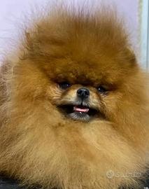 Accoppiamento Spitz TOY zwergspitz pomerania ROSSO