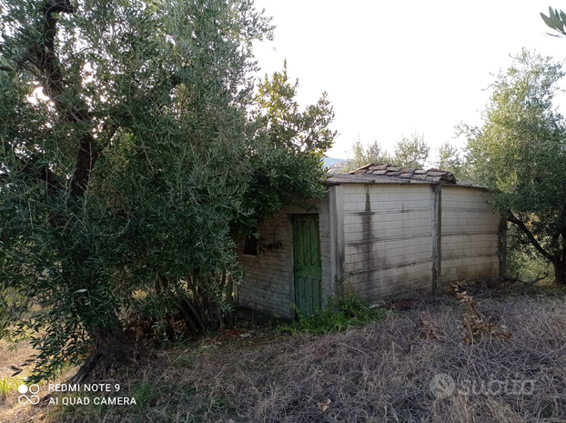 Terreno con ulivi e alberi da frutto