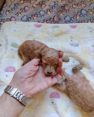 Barboncini toy cuccioli