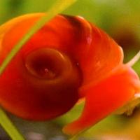 Lumaca rossa da acquario - Planorbarius Red