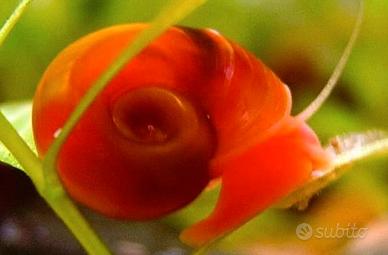 Lumaca rossa da acquario - Planorbarius Red