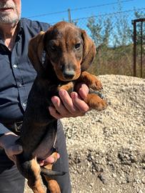 Bassotti tedeschi a pelo forte