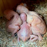 Parrocchetto dal collare pullo da imbecco