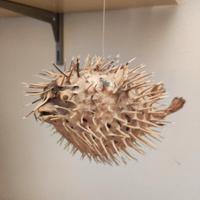 Pesce Istrice Essiccato da arredamento e collezion