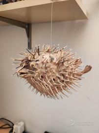 Pesce Istrice Essiccato da arredamento e collezion