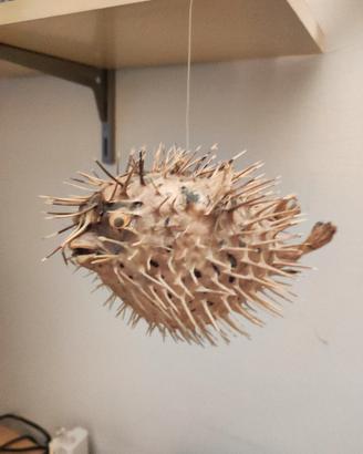 Pesce Istrice Essiccato da arredamento e collezion