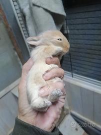 Conigli nani testa d leone