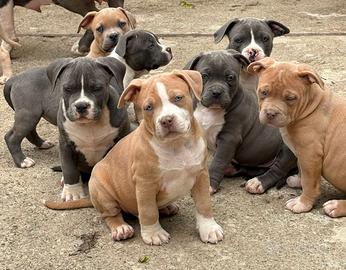 American bully cuccioli XL