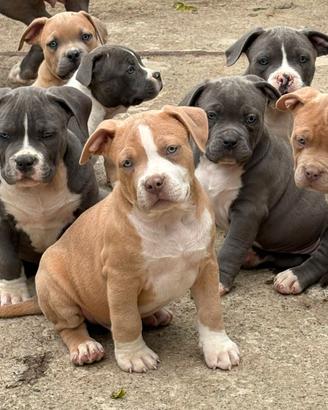 American bully cuccioli XL