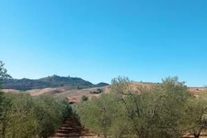 Uliveto piante giovani