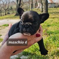 Bulldog francese maschio