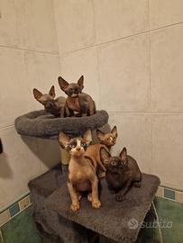 gatti Sphynx