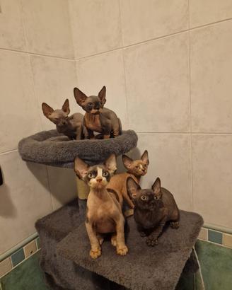 gatti Sphynx