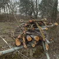 Legna da ardere