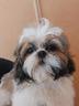 shih-tzu