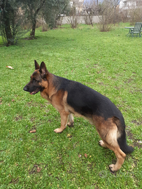 Pastore tedesco per monta