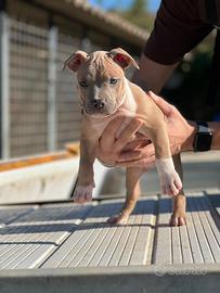 American pitbull terrier