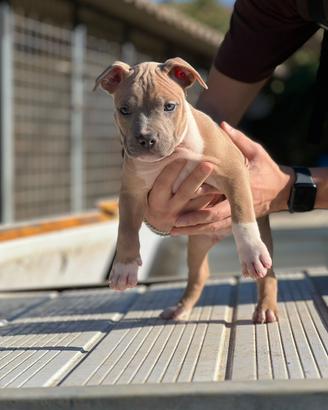 American pitbull terrier