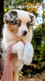 Cucciolo ble merle di australian shepherd