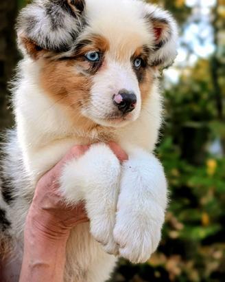 Cucciolo ble merle di australian shepherd