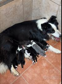 Border collie cuccioli