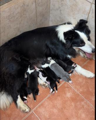 Border collie cuccioli