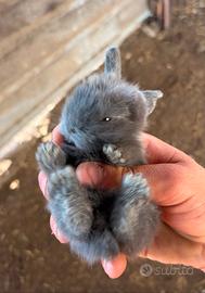 Vend cuccioli di coniglietti nani ariete testa leo