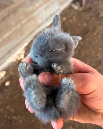 Vend cuccioli di coniglietti nani ariete testa leo