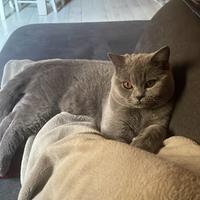 Gatto british Shorthair