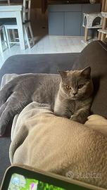 Gatto british Shorthair