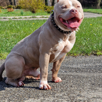 Disponibile per monta American Bully Standard