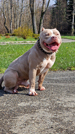 Disponibile per monta American Bully Standard