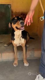 Ubaldo, cucciolo sorridente nonostante l'abbandono