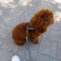 Barboncino Red Braun per monta