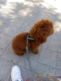 Barboncino Red Braun per monta