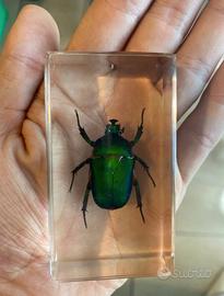 Scarabeo smeraldo del Giappone