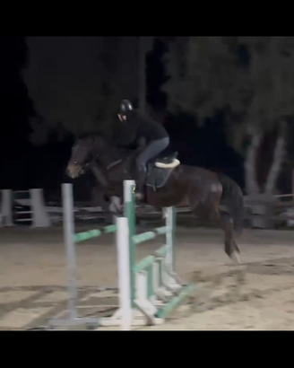 Pony