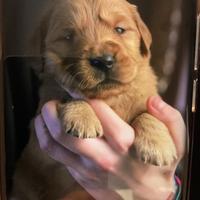 Femmina Golden linea americana