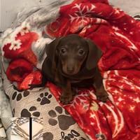 Cucciola bassotto cioccolato