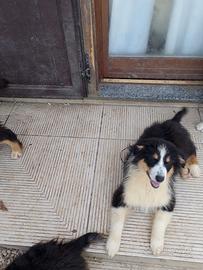 Cuccioli di Pastore Australiano
